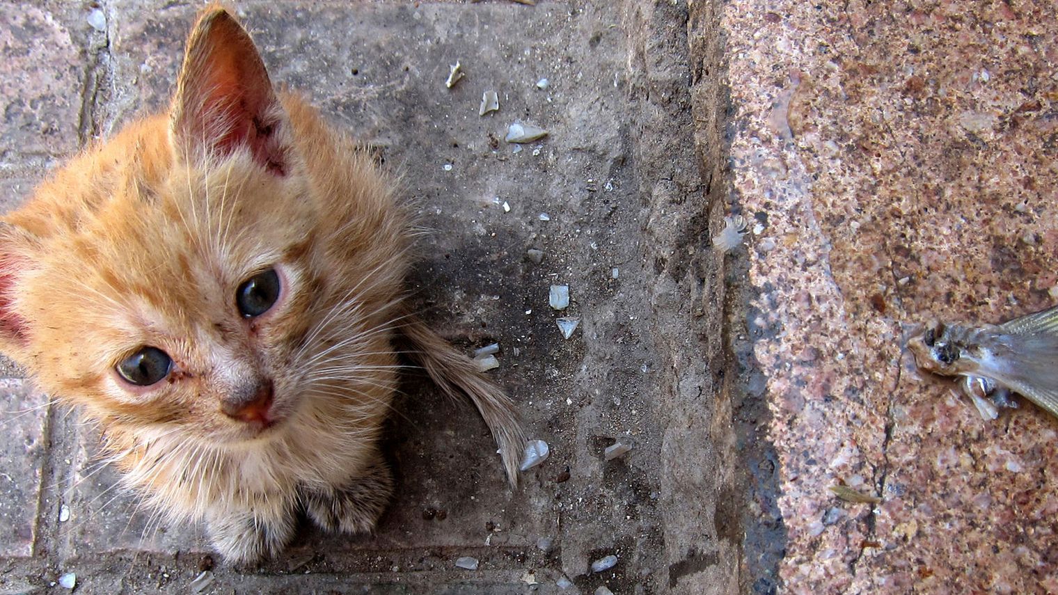 ©habay.be Chaton errant sur la voie publique