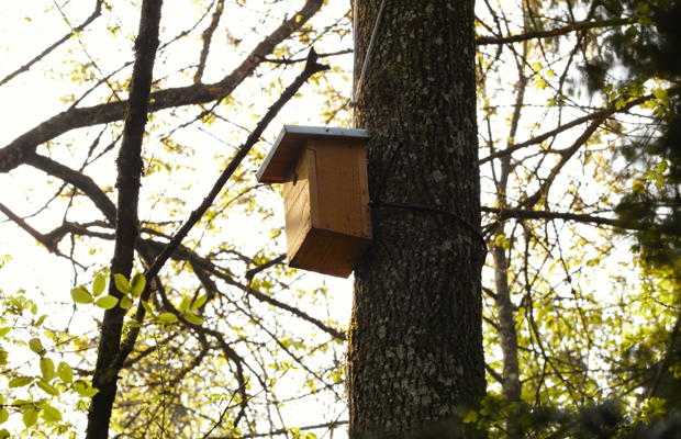 Le 1er juin à 14h15 au Parc Rosa Bonheur Nichoir à mésanges - Château des Loges © Ville de Nevers