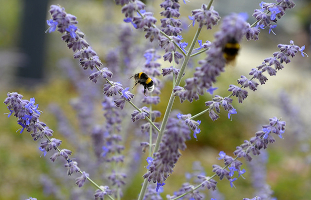 La saison des allergies débute, plusieurs outils sont à votre disposition pour rester informé·e·s. © Ville de Nevers
