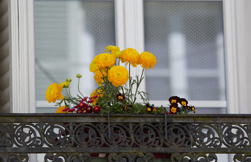 © Blandine Bertrand Fleurissement d'un balcon rue Saint-Genest.