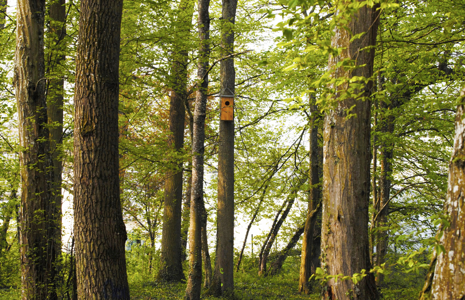 Le parc du Château des Loges est depuis 2017 labellisé Refuge LPO.