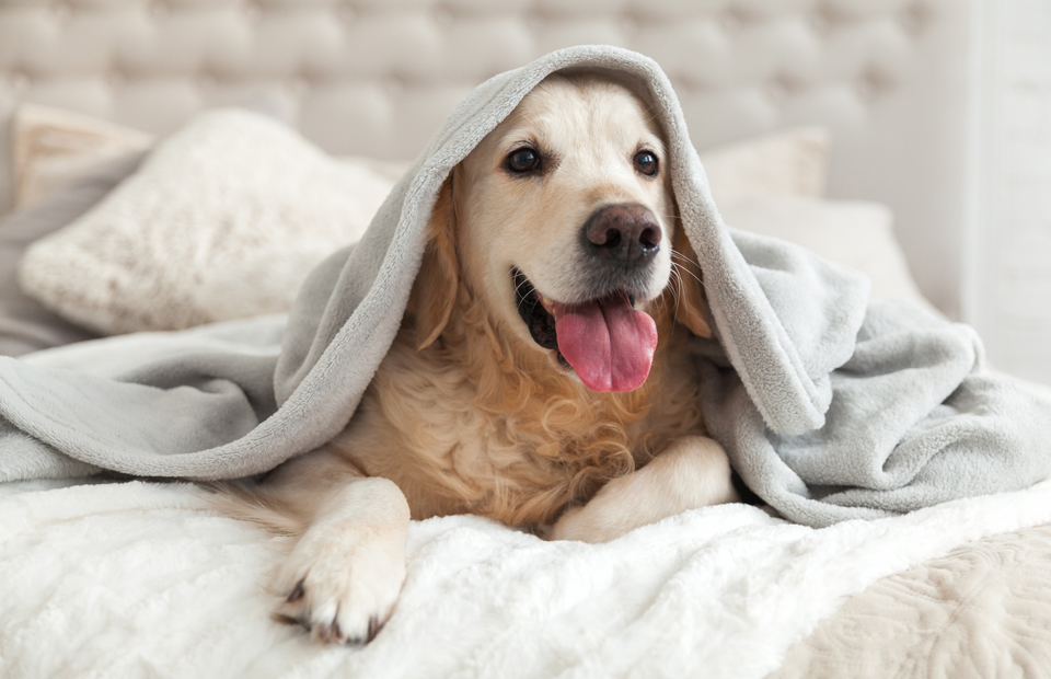 © DR La téléconsultation a réussi son entrée dans l’univers des chiens et chats grâce à la start-up neversoise Animoscope.