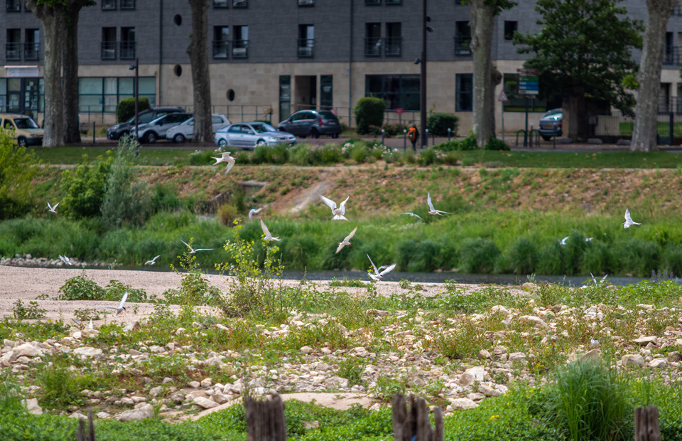 L'île aux sternes se situe à proximité du pont de Loire.