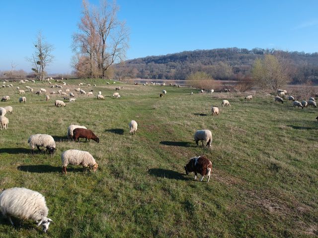 © Mylène Perelli Ils arrivent ! Du 19 au 26 février, une première opération d'éco-pâturage se tiendra sur le sentier du Ver-Vert. Une réunion d'information aura lieu mardi 23 février à 16 h 30.