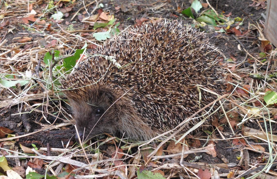 Avant toute intervention humaine sur un animal sauvage qui semble blessé ou orphelin, n'hésitez pas à contacter l'Hôpital Faune Sauvage - Centre France pour une prise de conseils.