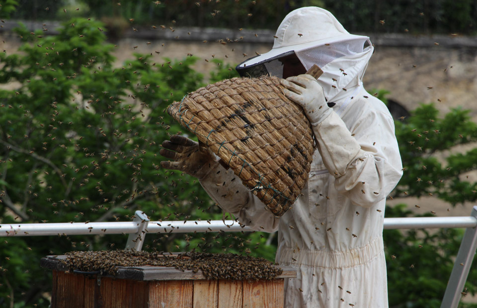 Installation d'un nouvel essaim d'abeilles dans l'une des ruches du toit-terrasse de la Maison de la culture.