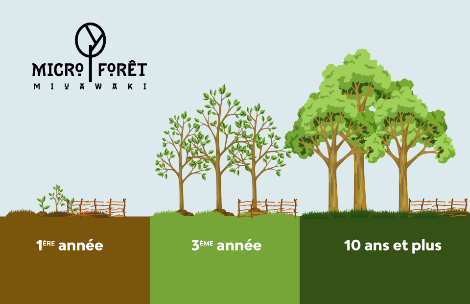 Le principe de la micro-forêt : grâce à un mode de plantation volontairement dense, la forêt atteint sa taille adulte en 20 ans, au lieu de 200 ans habituellement.