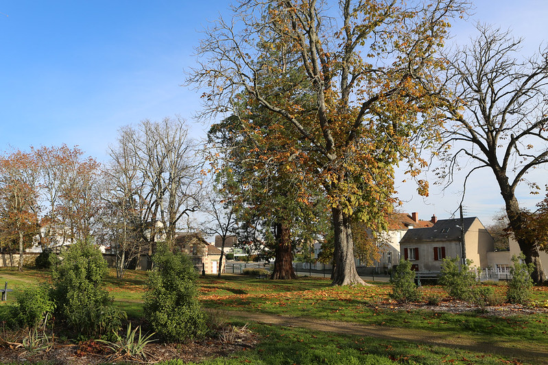 © Ville de Nevers Nevers possède un patrimoine arboricole remarquable, comme ici au square Edouard Follereau (Banlay).