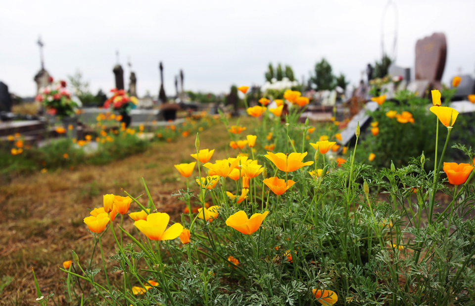 Les pavots de Californie, caractéristiques des prairies fleuries, sont très présents dans le cimetière Jean-Gautherin.
