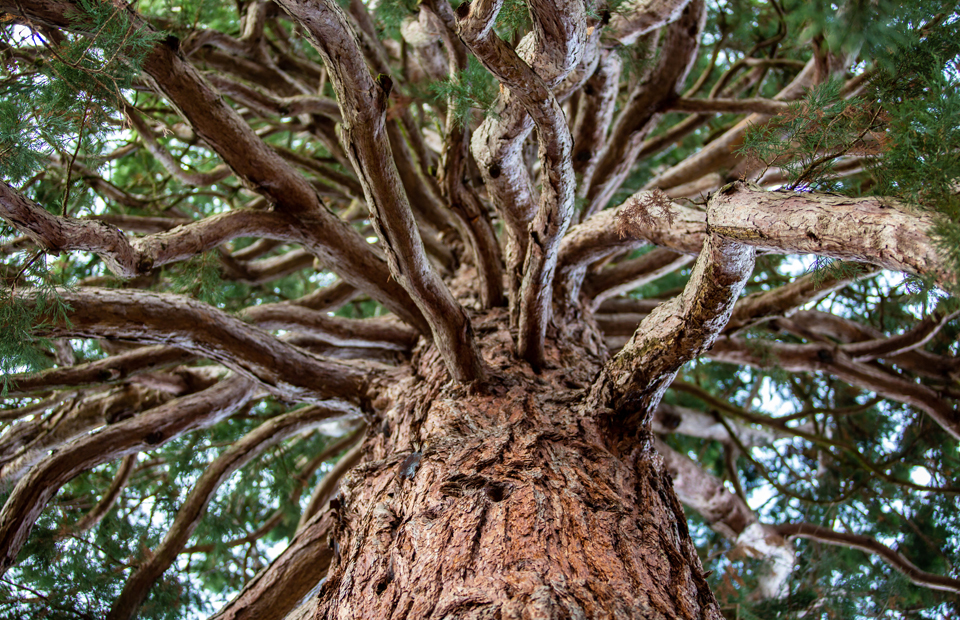 Séquoia géant, un arbre multi-centenaire, situé promenade des Remparts.