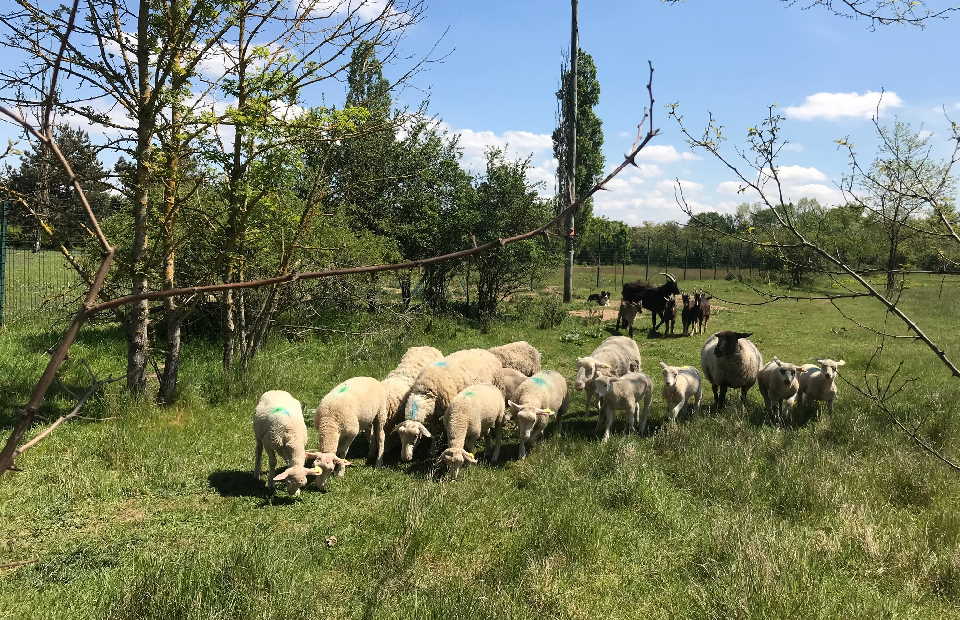 © Mylène Pérelli Le troupeau est de retour le long du sentier du Ver-Vert.
