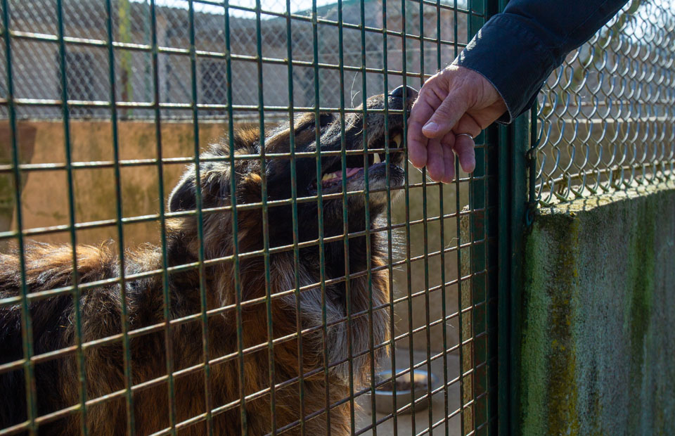 Dans le cas d'un animal perdu mis en fourrière, le propriétaire doit se manifester dans un délai de 8 jours afin d'éviter une mise à l'adoption.