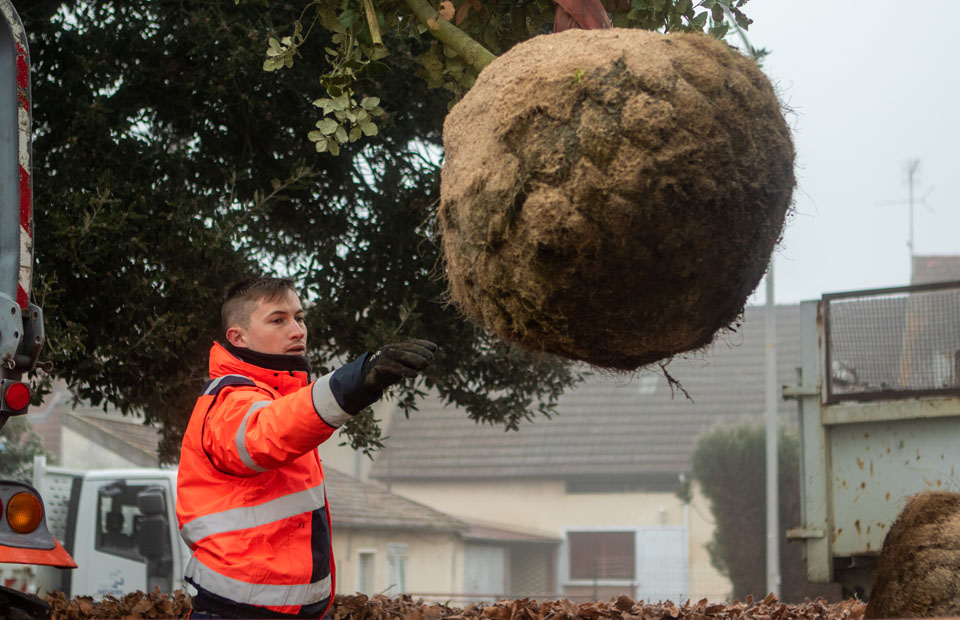 © VIlle de Nevers Plantation d'un chêne au square Mendès France par les agents du service Espaces verts (janvier 2022).