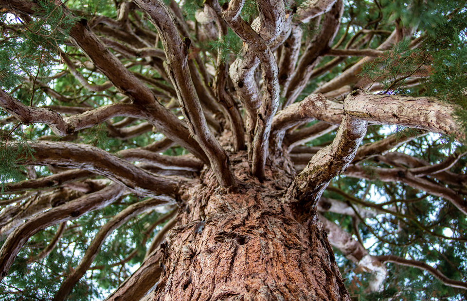 Le séquoia géant, arbre multi-centenaire, à admirer le long de la promenade des Remparts.