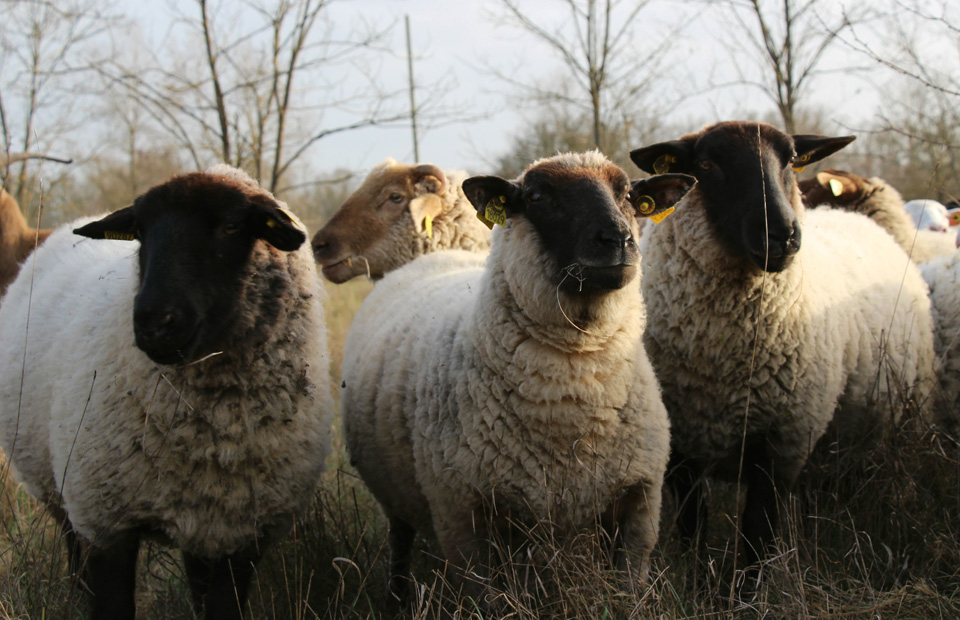 © Ville de Nevers Les brebis de la bergère Mylène Perelli sont de retour sur le sentier du Ver-Vert du 17 novembre au 5 décembre.