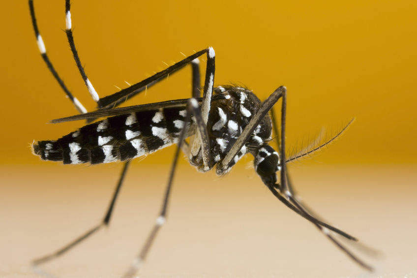 © DR Mesurant moins de 1 cm, noir à taches blanches, le moustique tigre est la cible d'une surveillance prioritaire.