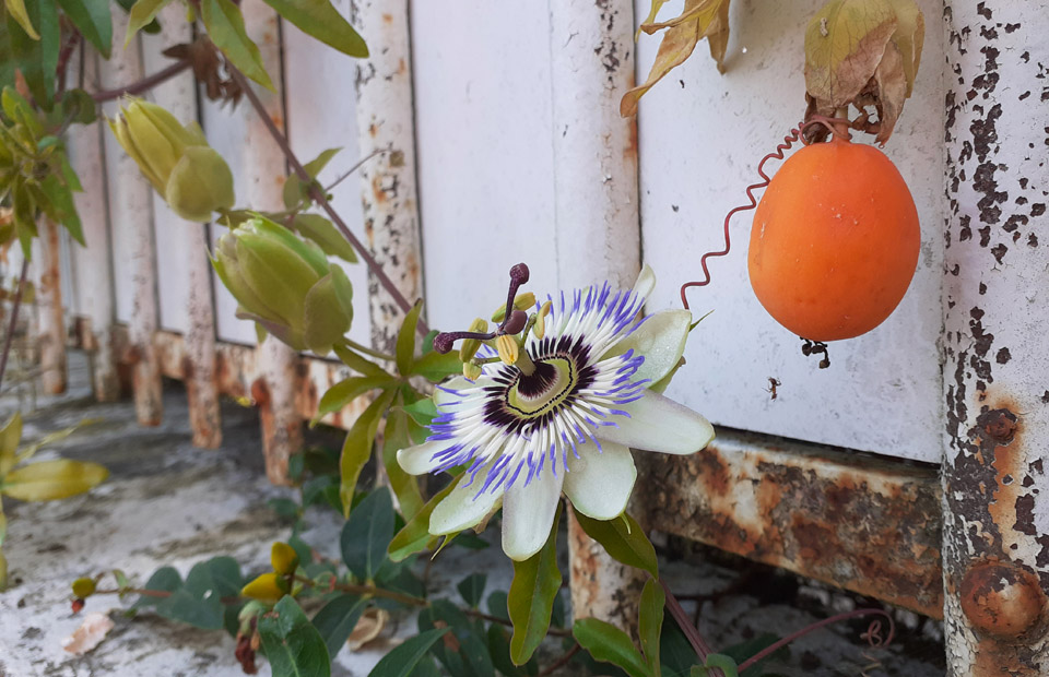 © Ville de Nevers Lors d'une démarche de fleurissement participatif, vous pouvez choisir vos propres plantes, comme ici cette jolie passiflore, comme celles fournies gracieusement par le Centre technique horticole.