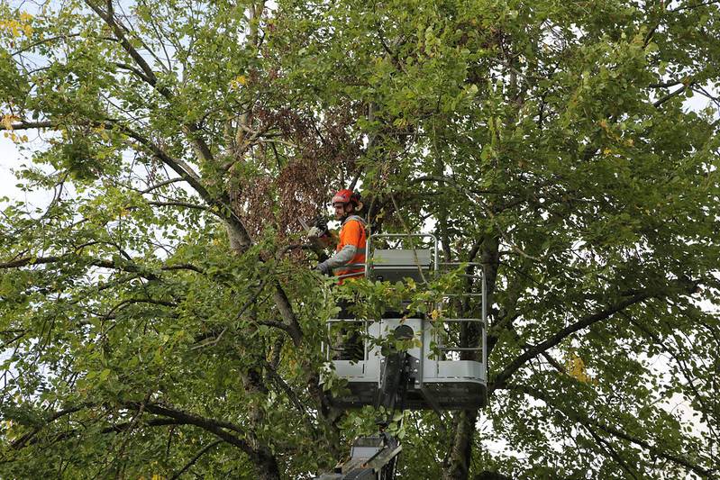 © Ville de Nevers Patrimoine arboricole Nivernais