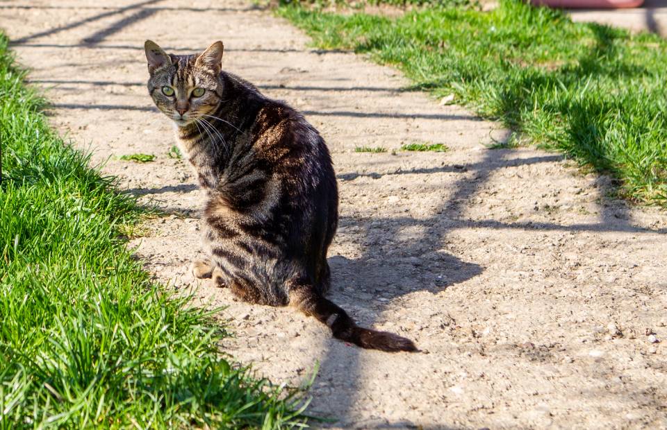 © Ville de Nevers Si vous êtes témoin d’un acte de maltraitance animale, signalez-le en ligne