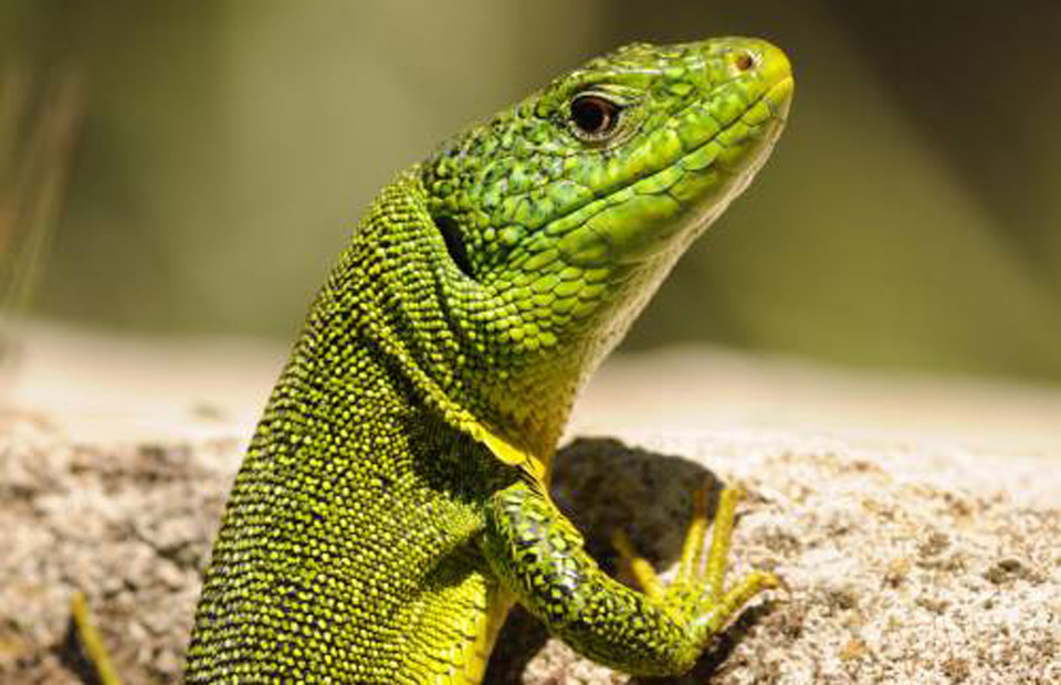 Atlas de la Biodiversité, un bilan riche en découvertes !