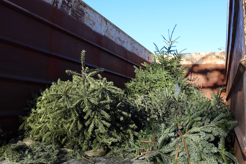 Collecte des sapins entre le 27 décembre et le 17 janvier