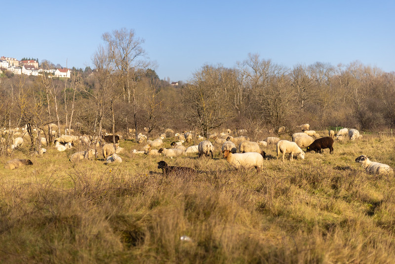 Le troupeau s'est installé à proximité du sentier du Ver-Vert, zone Natura 2 000.