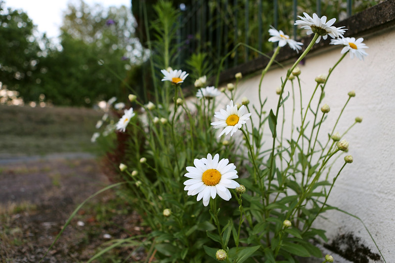 Embellisement floral devant un domicile