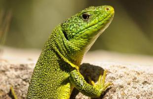 Atlas de la Biodiversité, un bilan riche en découvertes !