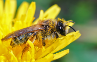 Banlay Fertile : rendez-vous mercredi 15 mai au Jardin Buffon