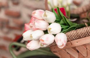Tulipe de l’Espoir : participez à la récolte le 5 avril !