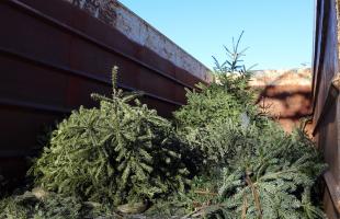 Collecte des sapins entre le 27 décembre et le 17 janvier