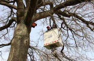 Les agents de la ville chouchoutent la précieuse biodiversité