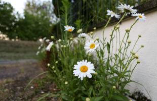 Embellisement floral devant un domicile